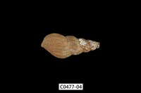 藏品(塔蜷)的圖片